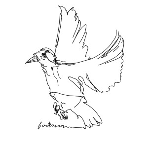 Fortress Skateboards